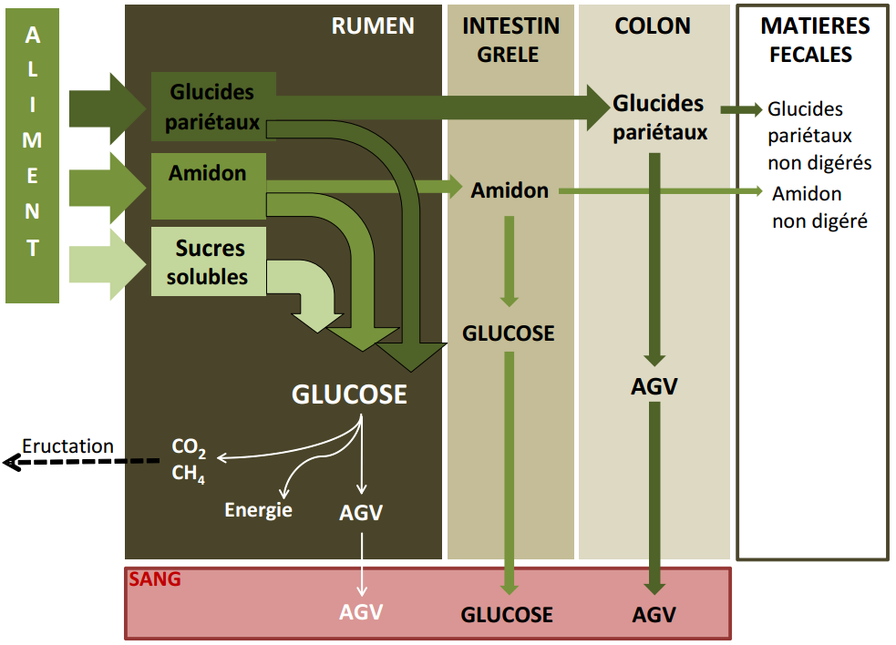 Figure 3.10 Schéma de la digestion des glucides chez le ruminant (Cuvellier et al., 2012).