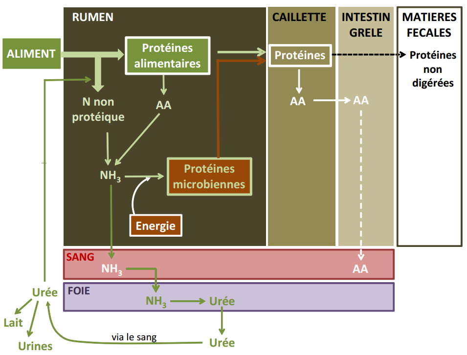 Figure 3.11 Schéma de la digestion des matières azotées chez le ruminant.