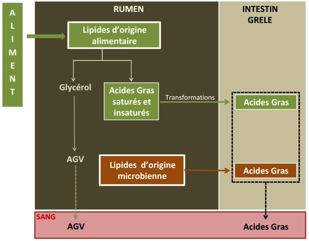 Figure 3.12 Schéma de la digestion des lipides chez le ruminant.