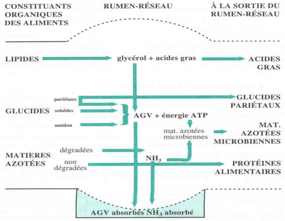 Figure 3.13 Schéma de la dégradation des constituants organiques des aliments dans le rumen réseau