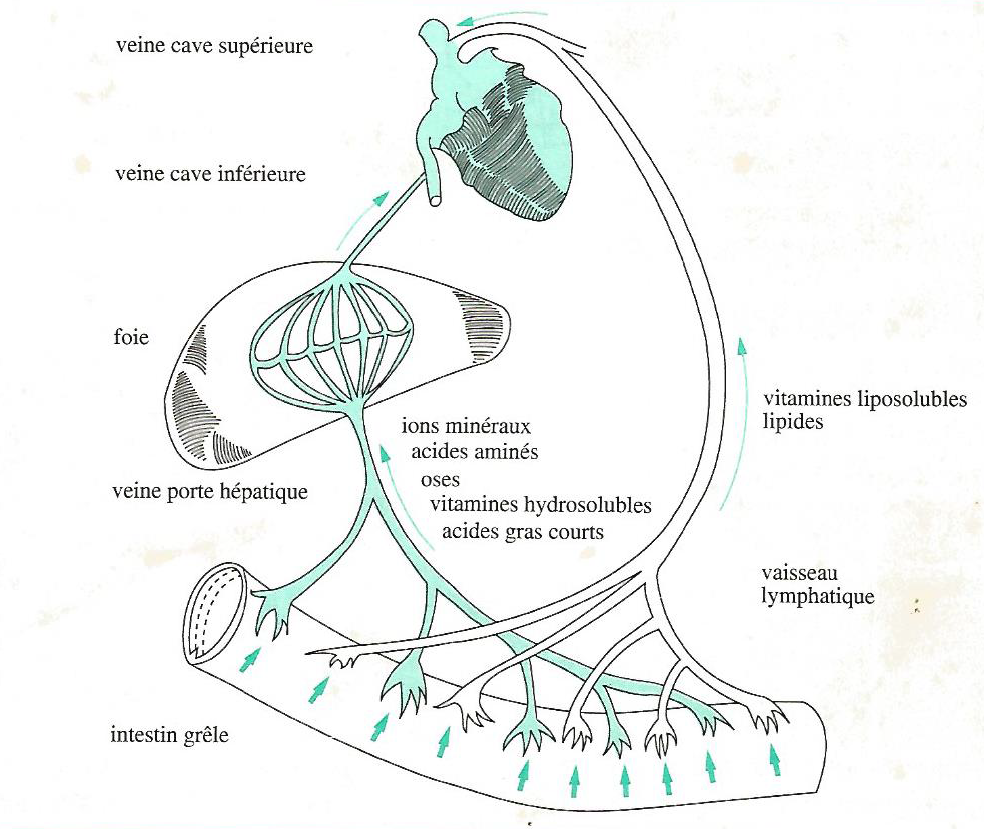 Figure 3.14 Les deux voies de transport des nutriments