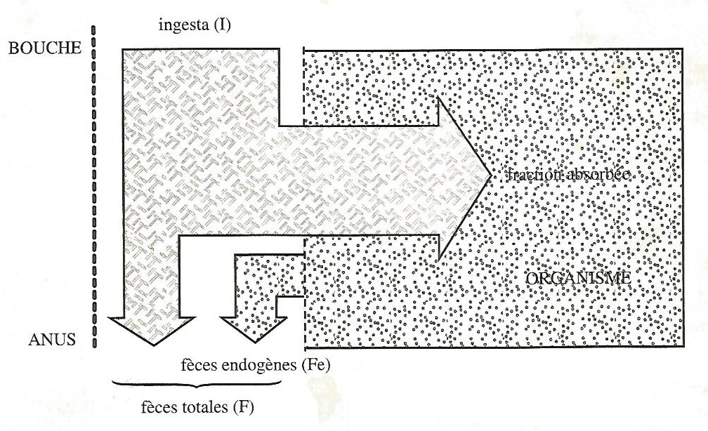 Figure 3.15 Schéma de l’utilisation digestive des aliments