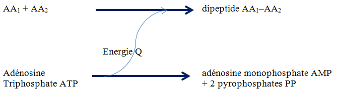 Figure 3.18 Schématisation de la liaison entre anabolisme et catabolisme.