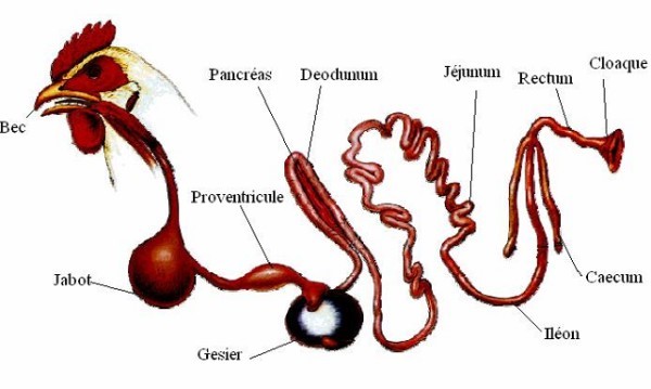 Figure 3.3 L’appareil digestif du poulet.