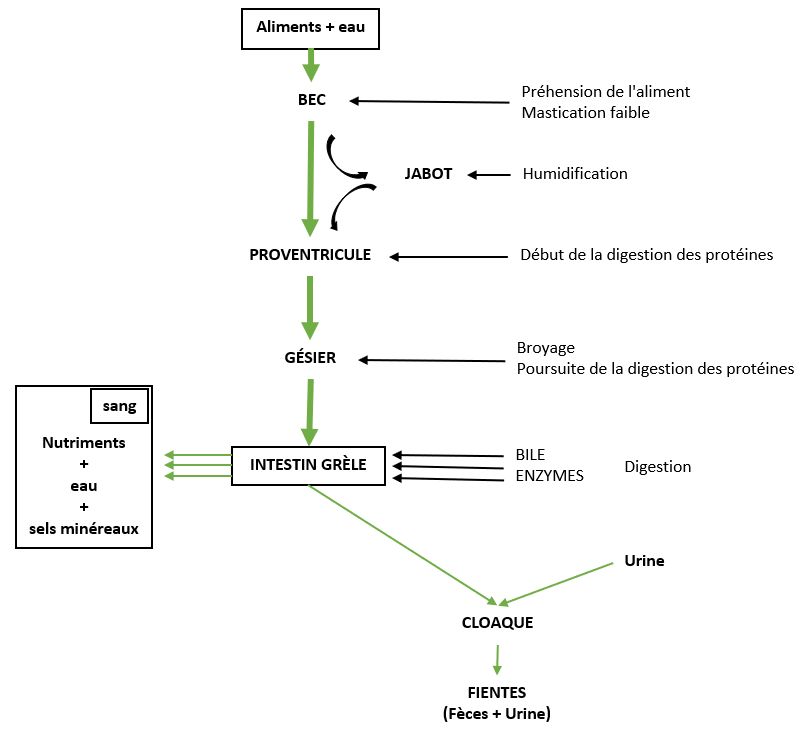 Figure 3.4 Principales étapes de la digestion chez le poulet. Adapté de Gadoud et al. (1992).