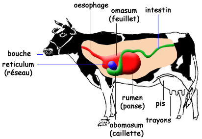 Figure 3.5 Schéma simplifié du tube digestif de bovin adulte.