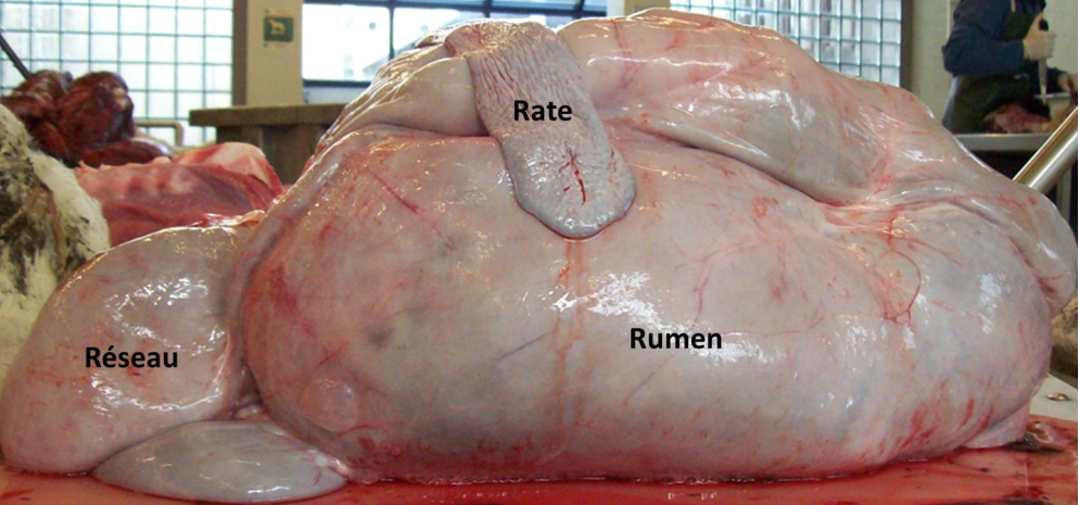 Figure 3.6 Aperçu du réseau et du rumen (Cuvellier et al., 2012).