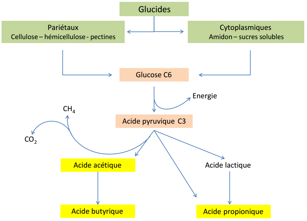 Figure 3.9 Schéma de la digestion des glucides dans le rumen (Cuvellier et al., 2012).