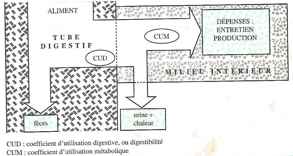 Figure 4.1 Représentation schématique du devenir des apports alimentaires