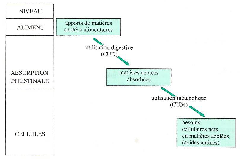 Figure 4.10 Niveaux d’expression des apports et des besoins azotés