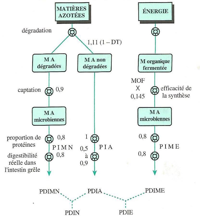 Figure 4.11. Principe de la détermination des valeurs PDI des aliments