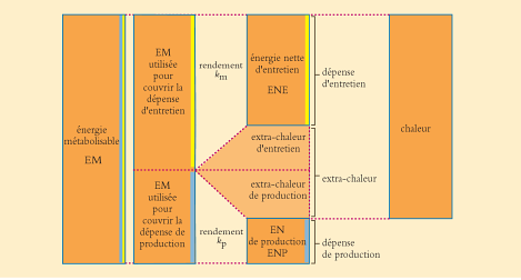 Figure 4.2 Utilisation de l’énergie métabolisable