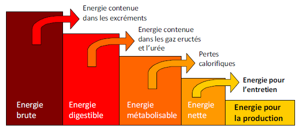 Figure 4.4 Les différentes étapes de l’utilisation de l’énergie des aliments