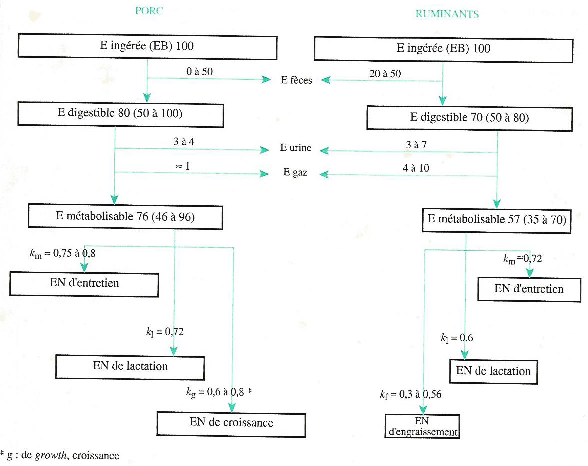 Figure 4.5 Schéma général de l’utilisation de l’énergie chez le porc et le ruminant