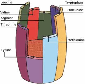 Figure 4.8 Notion de facteur limitant (la lysine), adaptataion du baril de Liebig