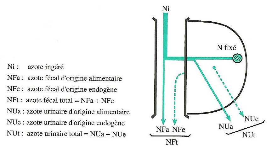 Figure 4.9 Utilisations digestive et métabolique de l’azote alimentaire